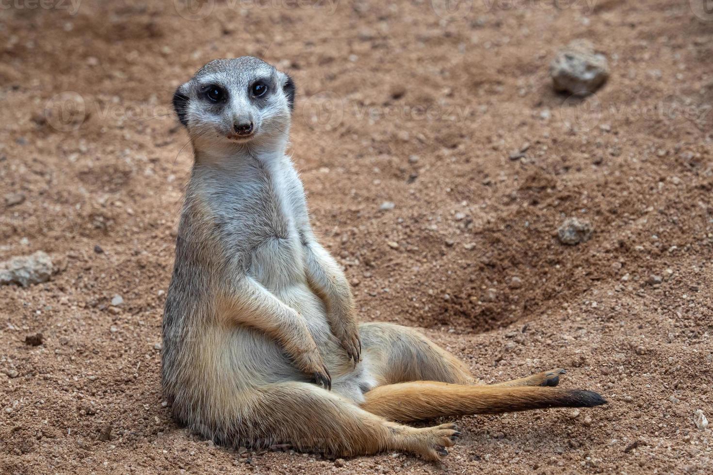 Meerkat sitting in sand photo