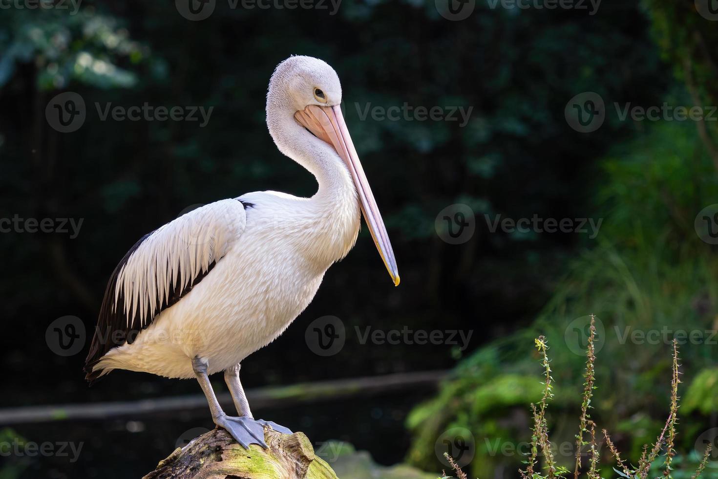 Australian Pelican - Pelecanus Conspicillatus on a tree trunk photo