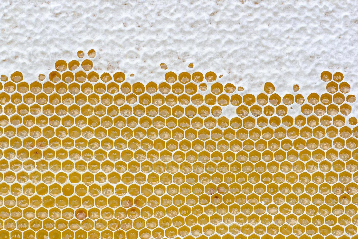 Honeycomb full of honey. Beekeeping concept photo