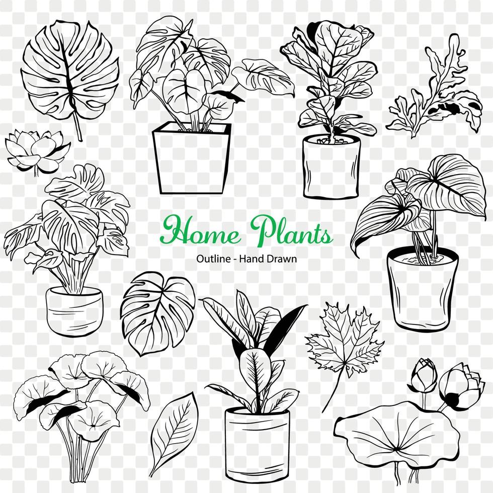 Ornamental plant, Home plant for living room, Pot with tree, Home decoration, Hand drawn vector