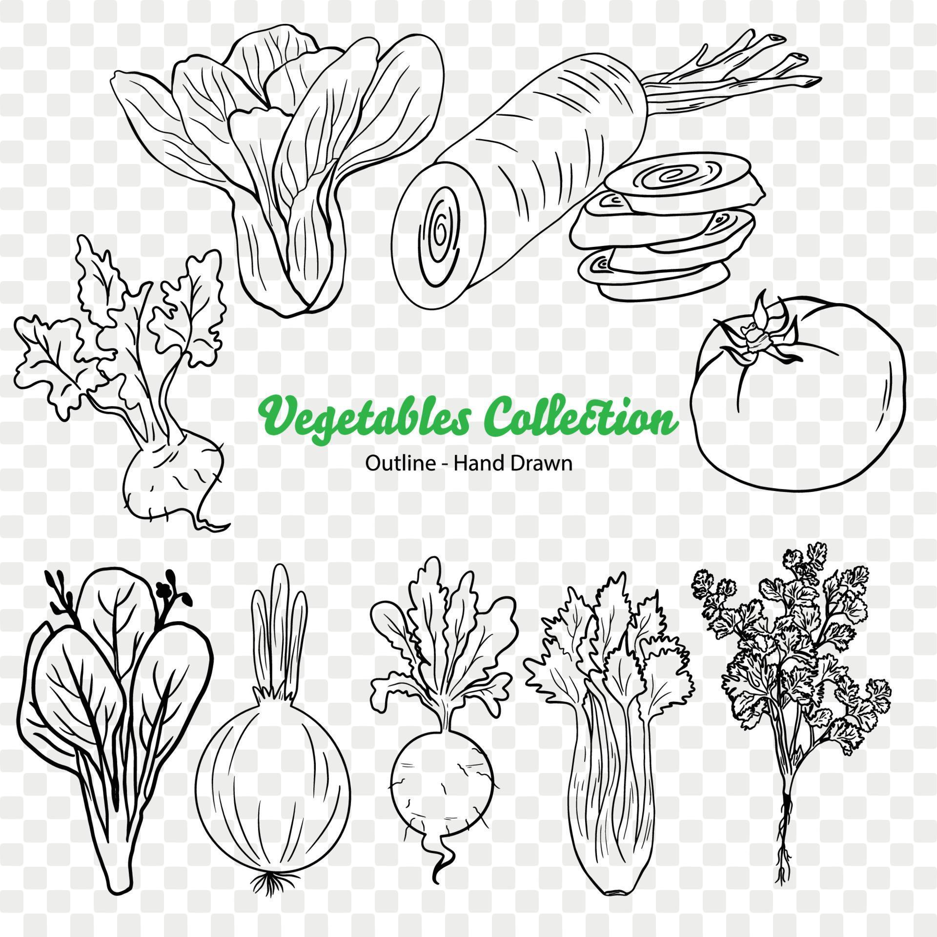 vegetables Vector Illustration, Agriculture plant, Salad ingredient