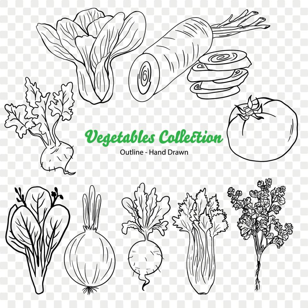 vegetables Vector Illustration, Agriculture plant, Salad ingredient, Vegetable farm, Vegan food, Organic food