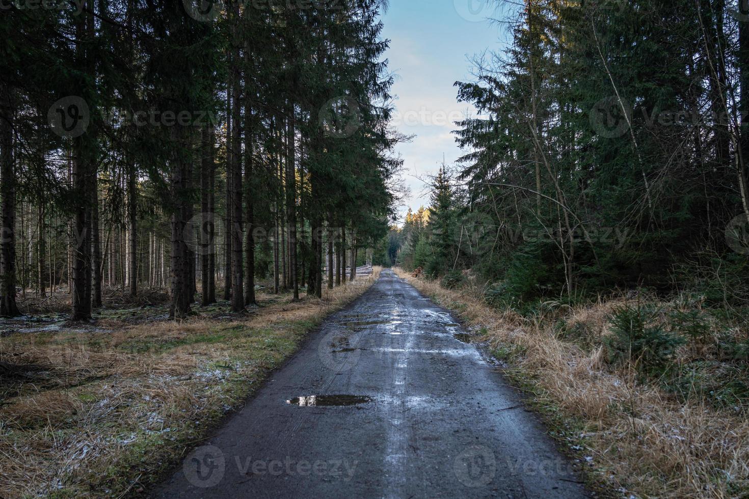 Walking path in forest. Forest road. photo