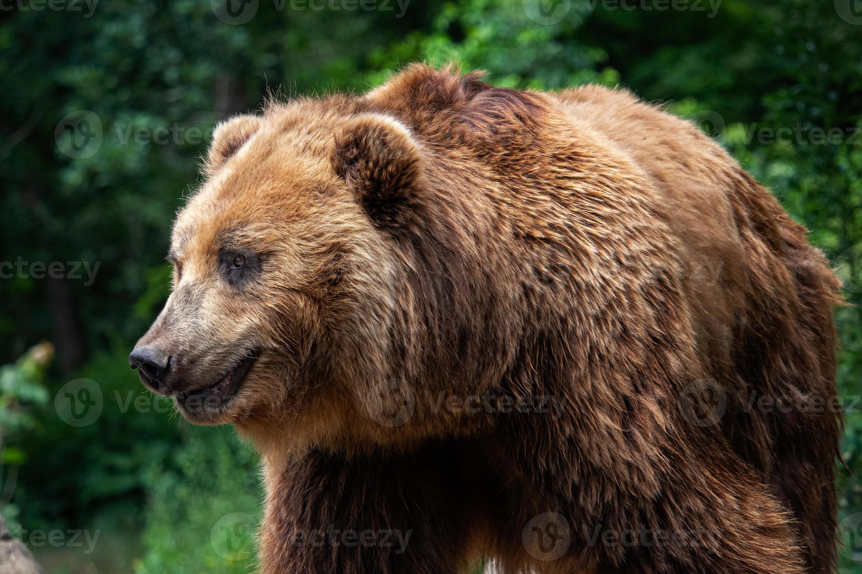 Brown Bear Coat, Stock image