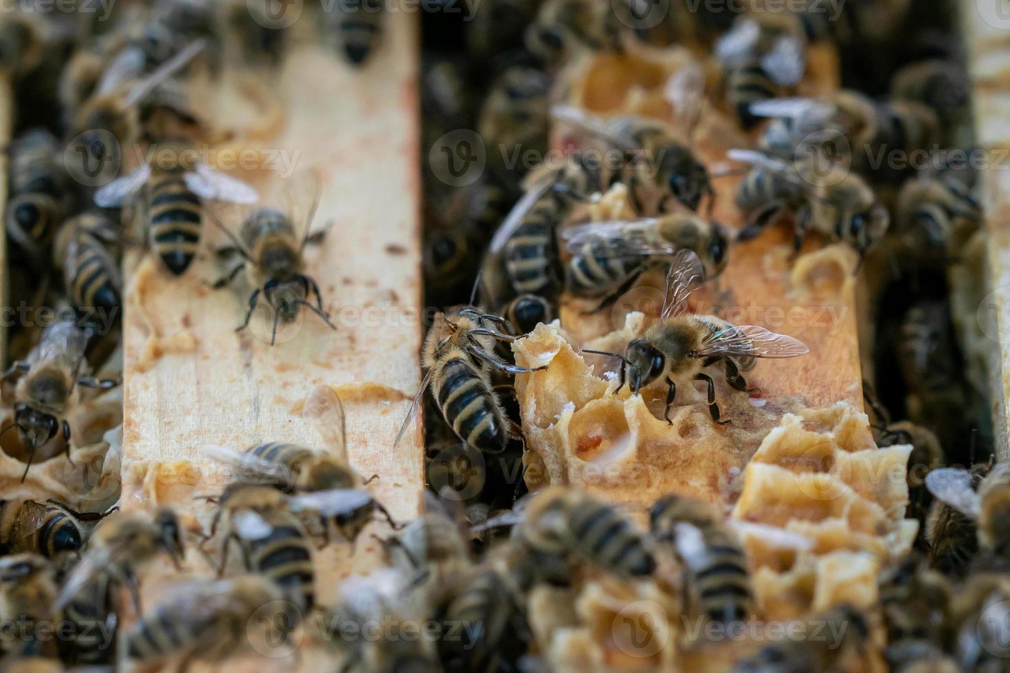 Close up view of the open hive showing the frames populated by honey bees. Bees in honeycomb. photo