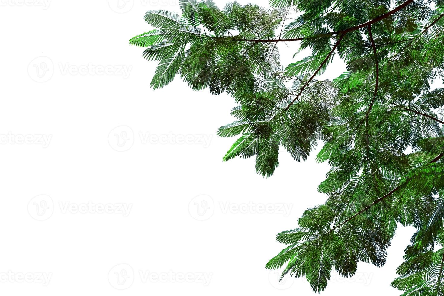 Green leaves pattern,leaf The flame tree isolated on white background, Flam-boyant,Royal Poinciana photo