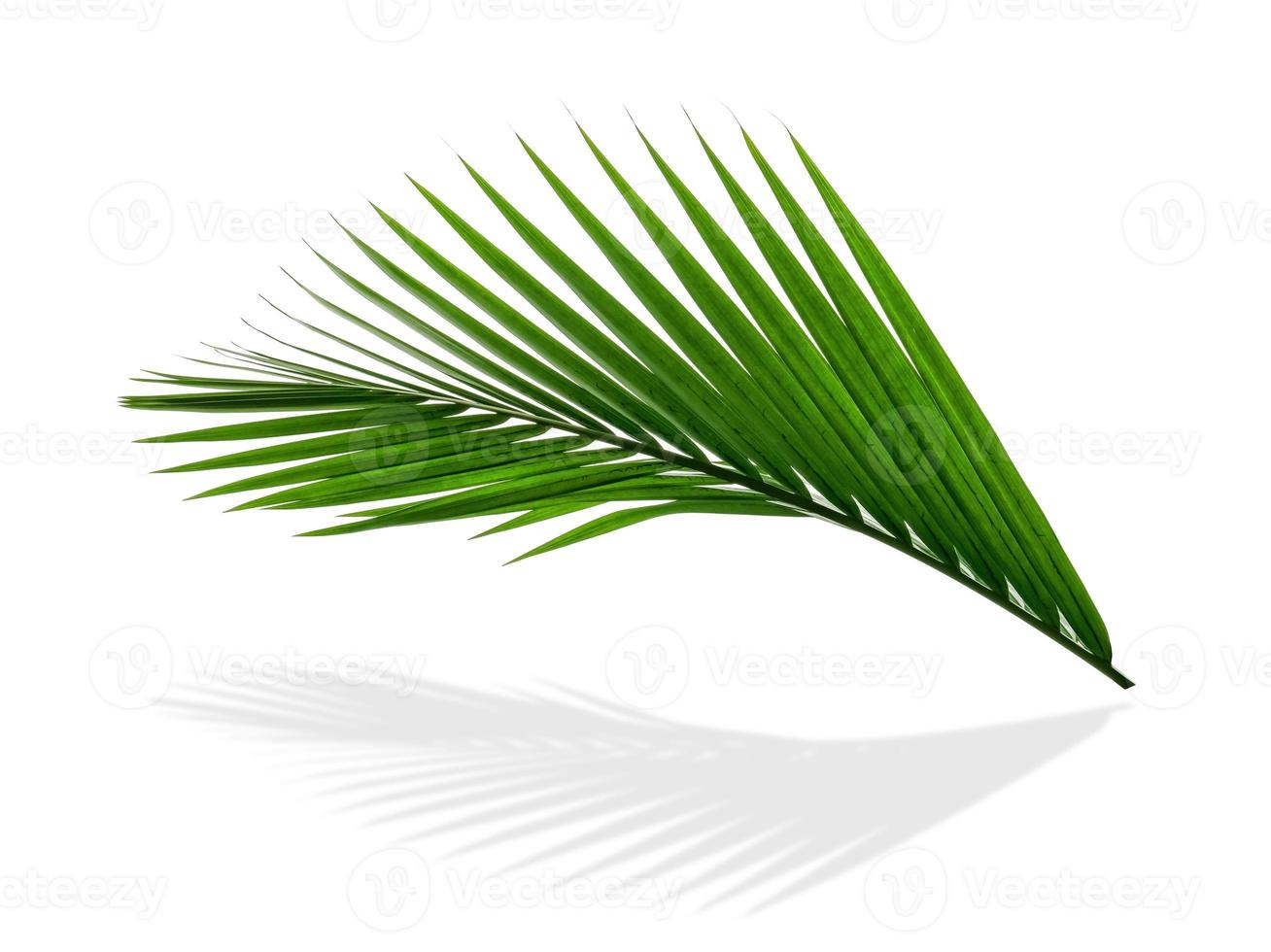 Green leaves pattern,leaf palm tree isolated on white background photo