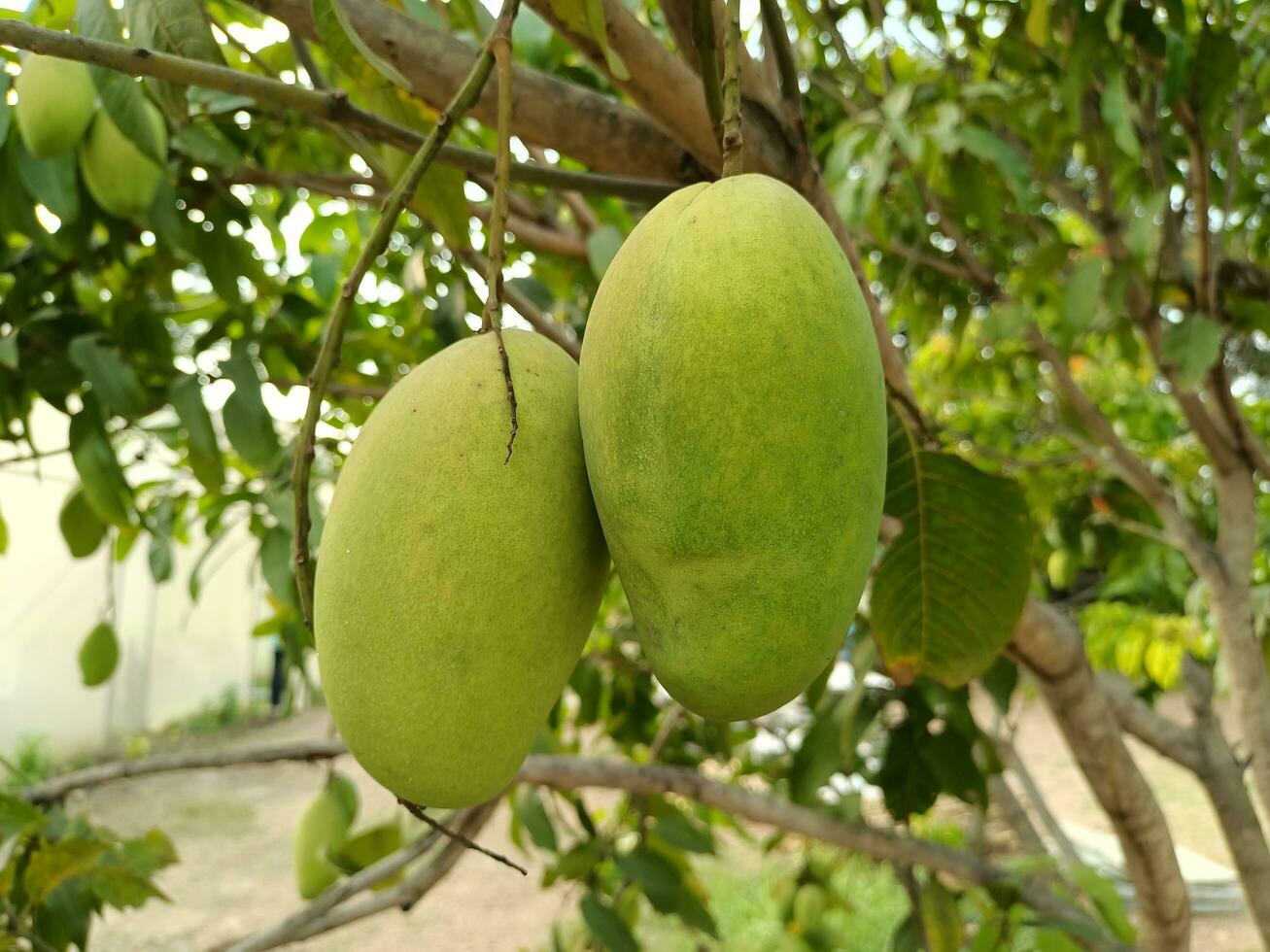green mango picture photo