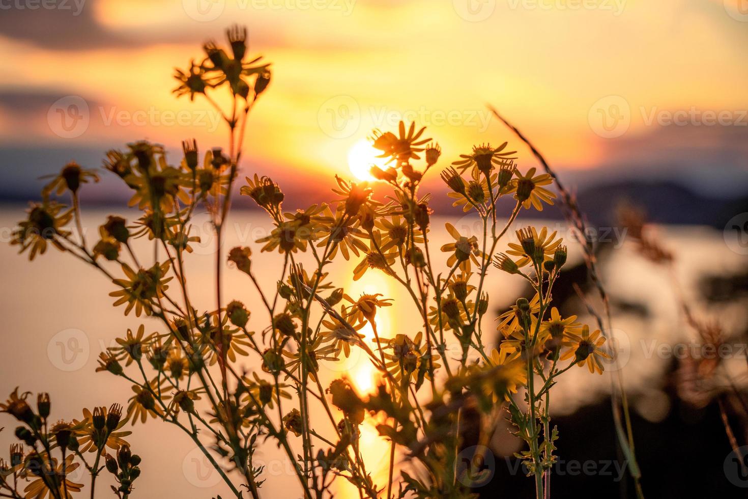 Flowers in front of a lake photo