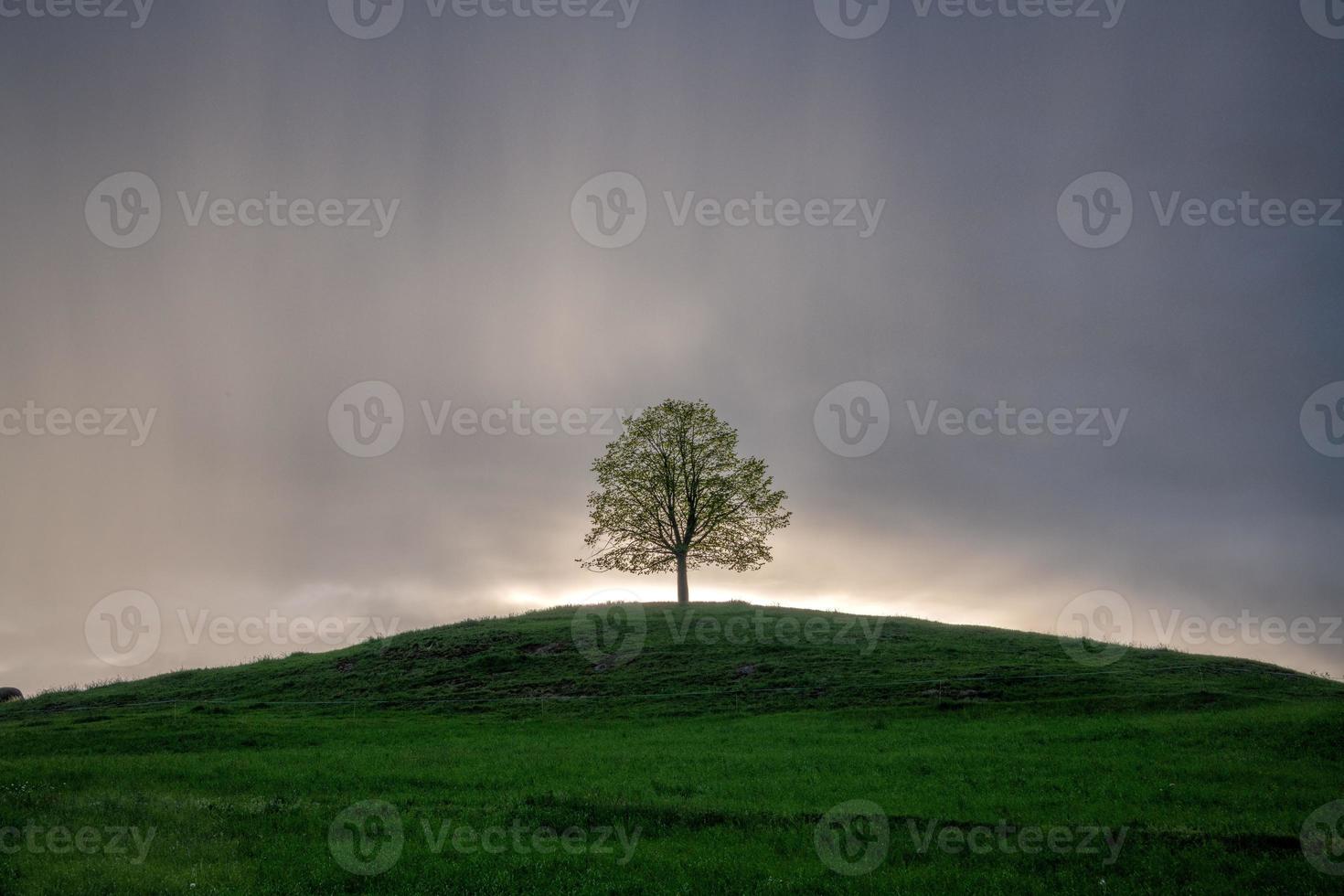 A tree on a hill during rainy weather photo