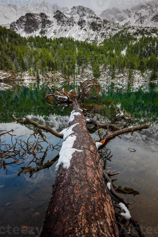 A fallen tree in the lake in winter photo