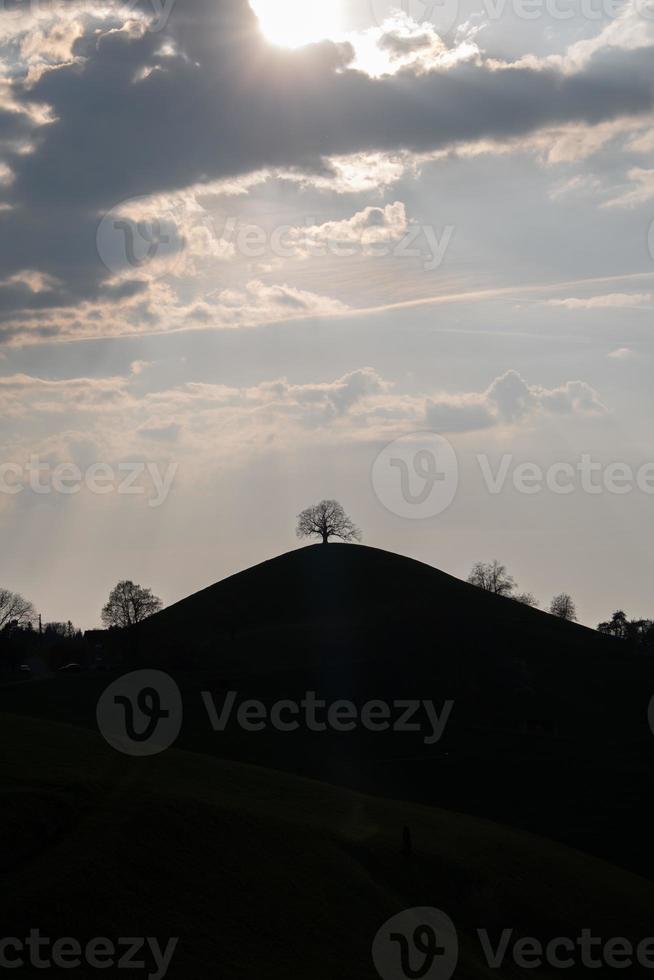 A silhouette of a tree on a hill during the sunset photo