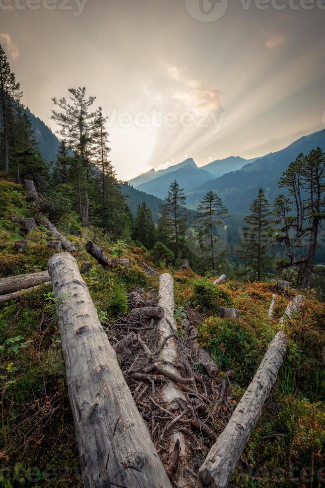 A forest in the mountains at sunset with wooden logs in foreground photo