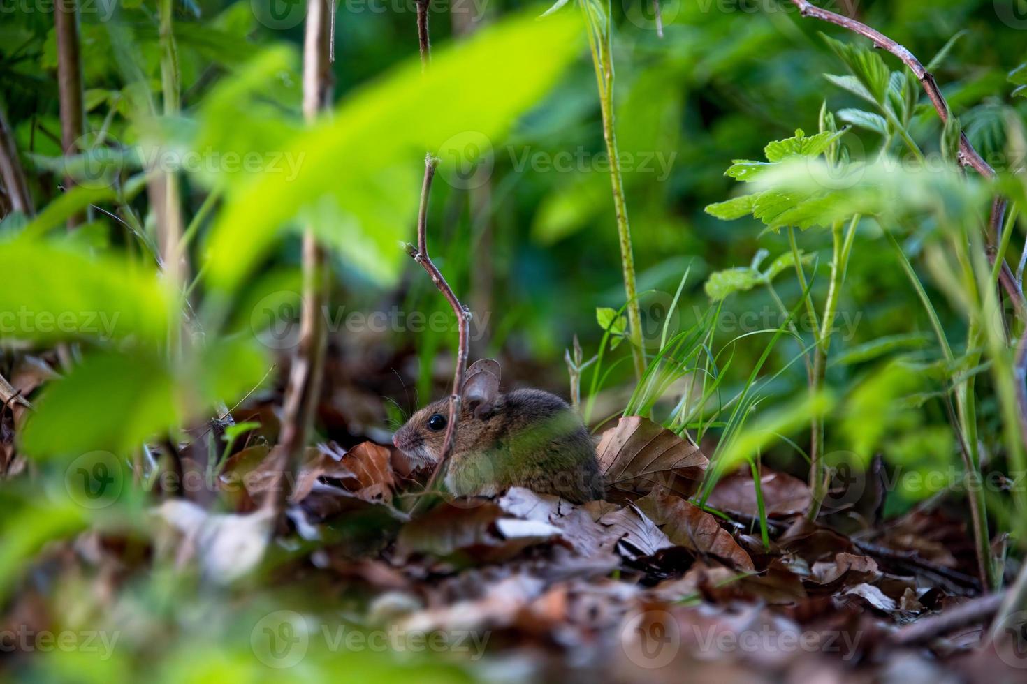 A mouse hiding behind a branch photo