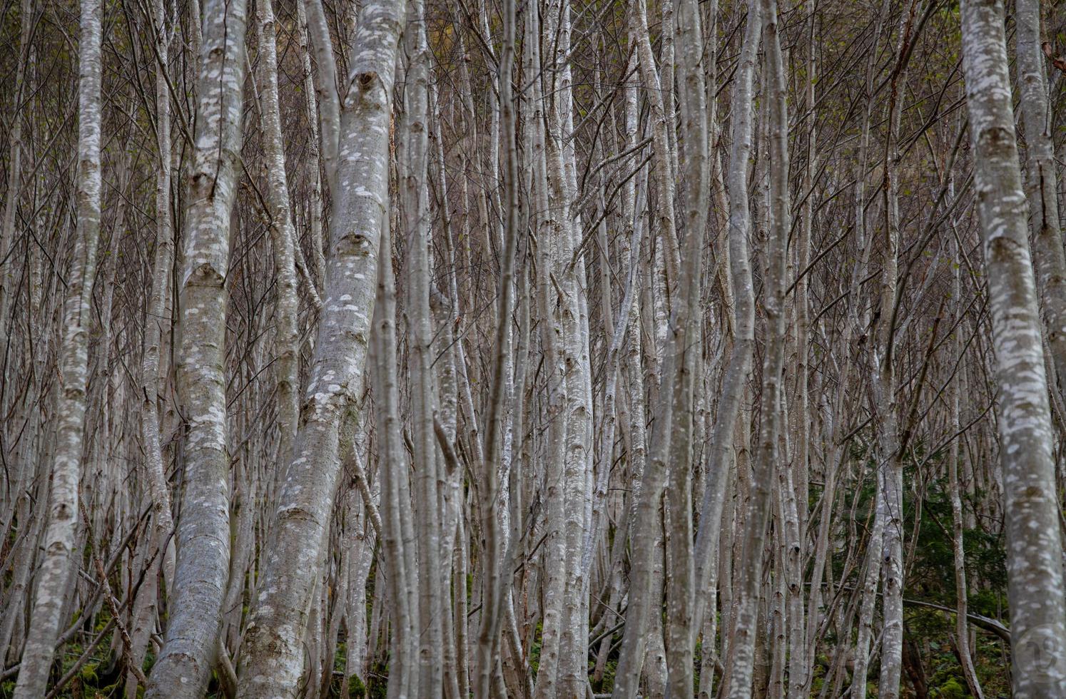 Gray trees on the whole screen photo