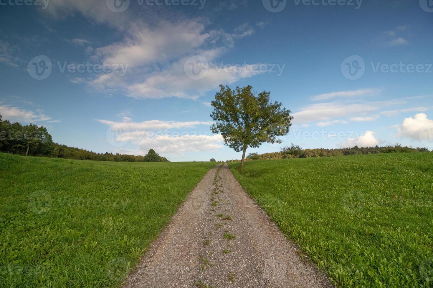 Green field with a road photo