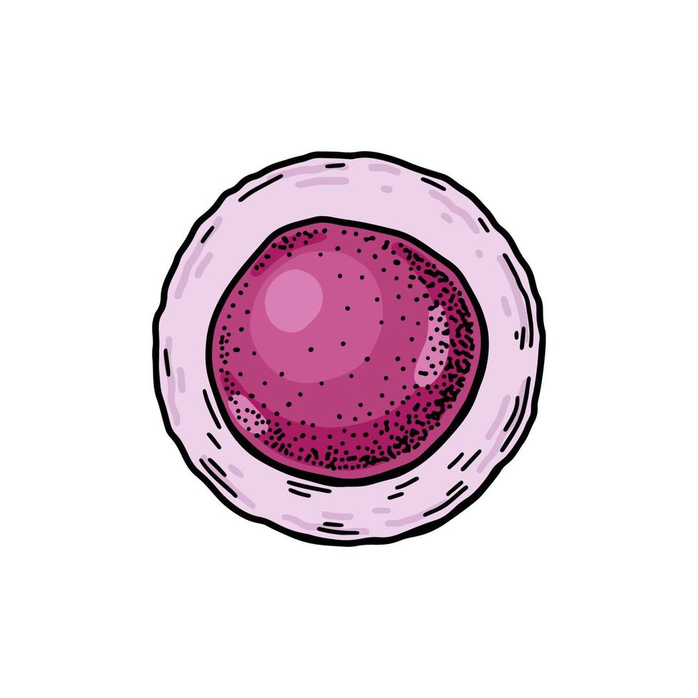 sangre vástago célula aislado en blanco antecedentes. mano dibujado científico microbiología vector ilustración en bosquejo estilo