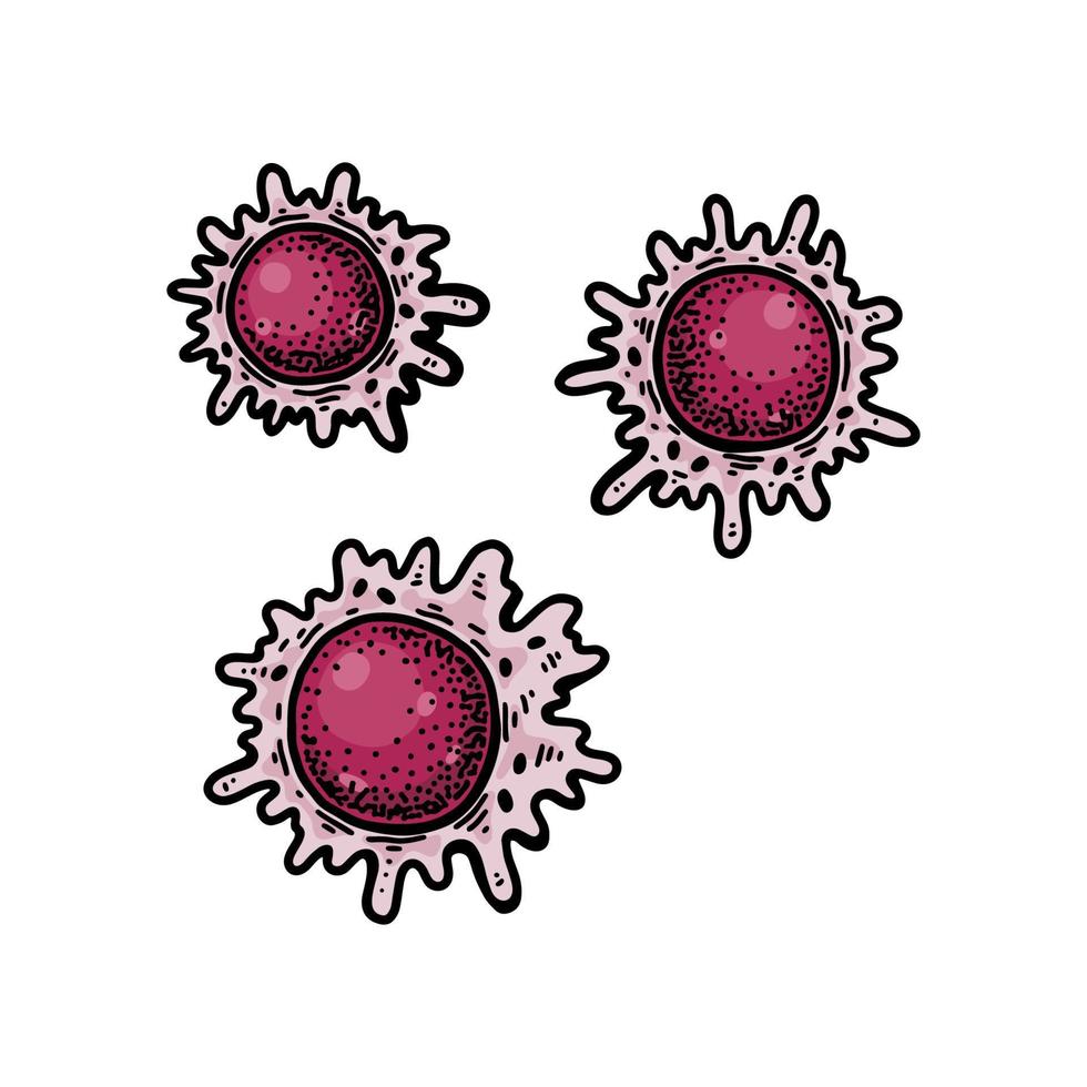 Macrophage blood cells isolated on white background. Hand drawn scientific microbiology vector illustration in sketch style