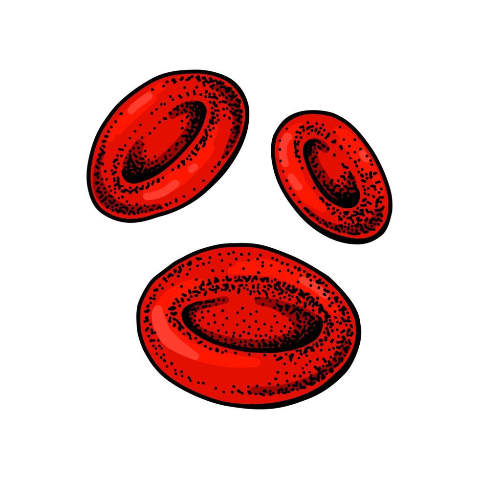 Erythrocyte red blood cells isolated on white background. Hand drawn scientific microbiology vector illustration in sketch style