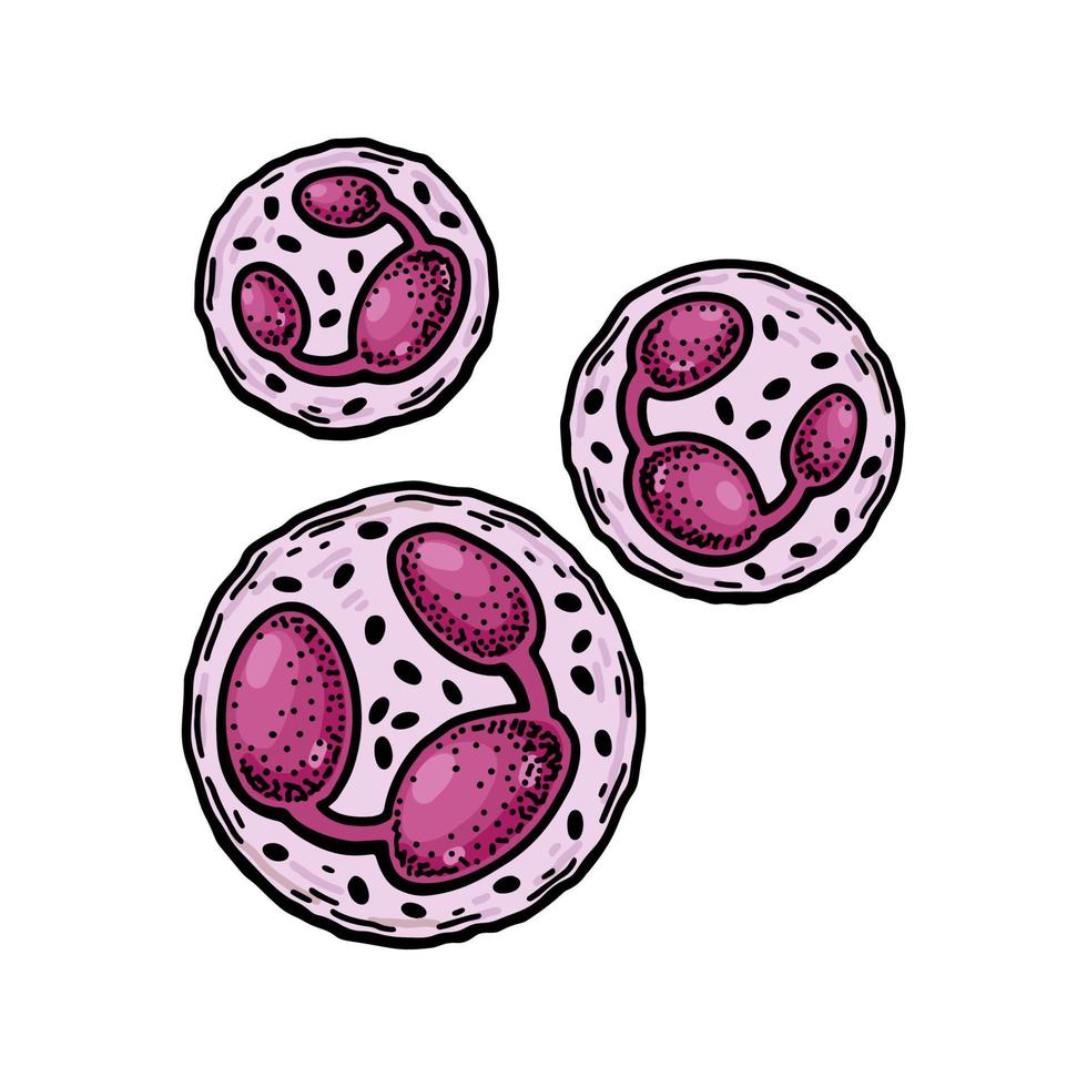 Neutrophil Leukocyte white blood cells isolated on white background. Hand drawn scientific microbiology vector illustration in sketch style