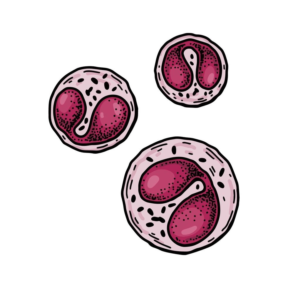 eosinófilos leucocito blanco sangre células aislado en blanco antecedentes. mano dibujado científico microbiología vector ilustración en bosquejo estilo