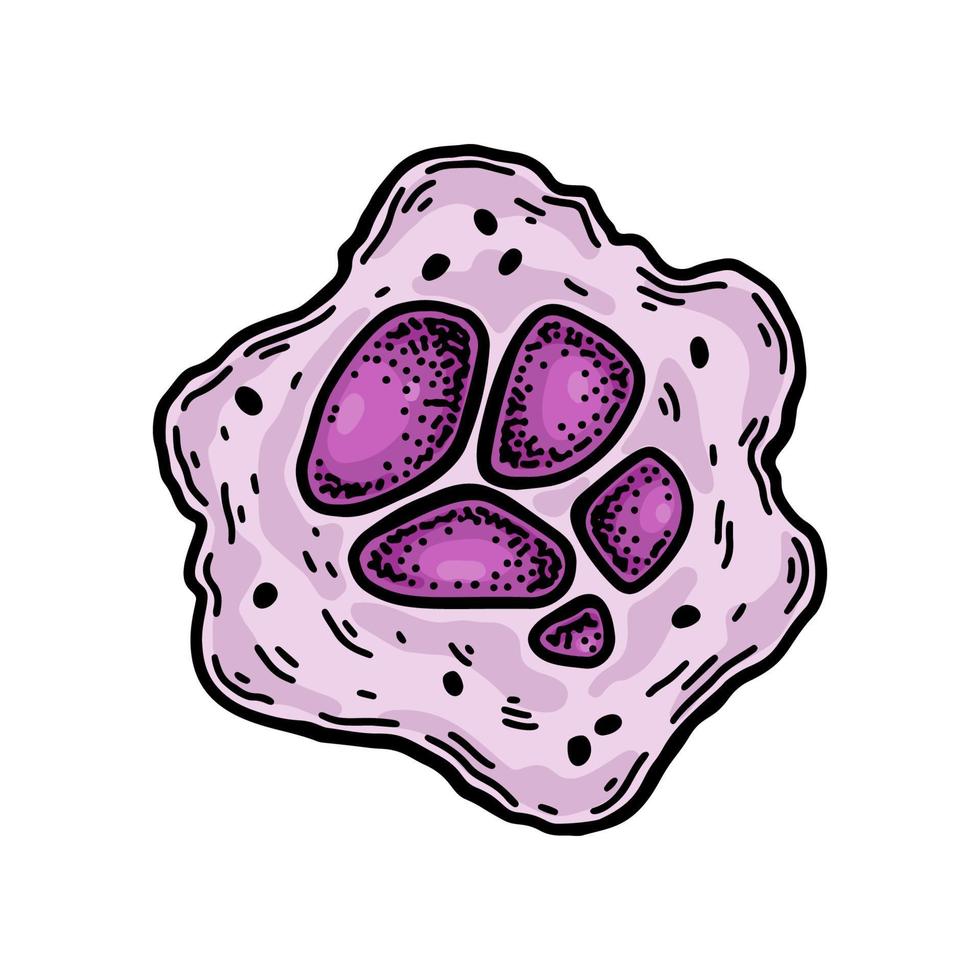 megacariocito sangre célula aislado en blanco antecedentes. mano dibujado científico microbiología vector ilustración en bosquejo estilo