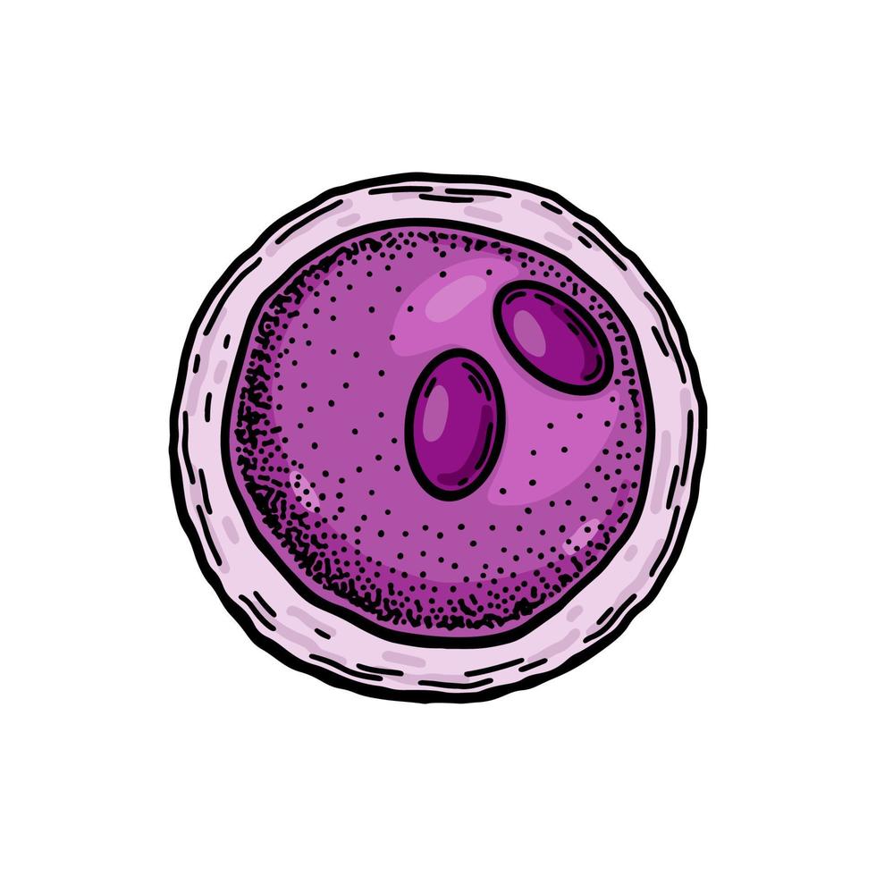 Lymphoblast blood cell isolated on white background. Hand drawn scientific microbiology vector illustration in sketch style