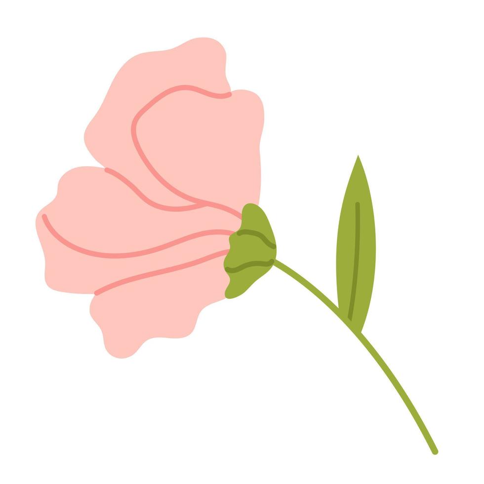 Vector soft flower with stamens. Elegance pink peony in flat design. Delicate blossom flower in soft pink color.