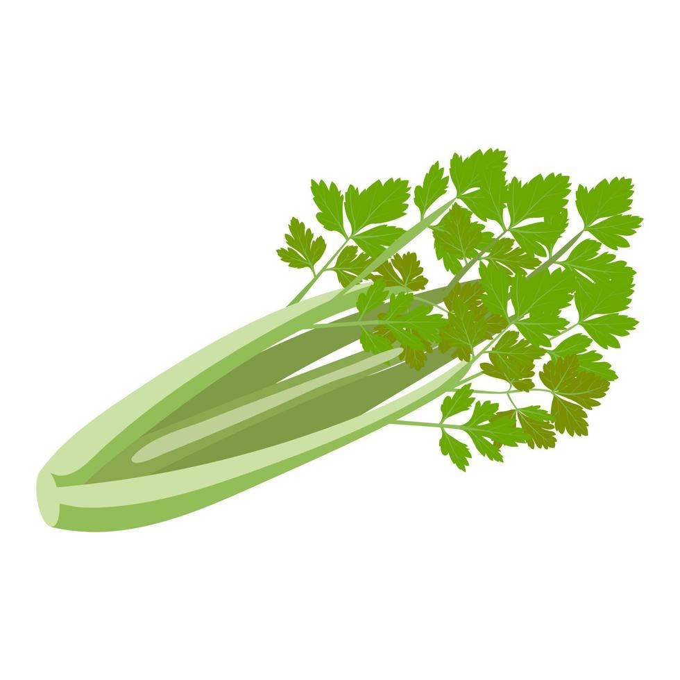 celery vector illustration isolated on white background.