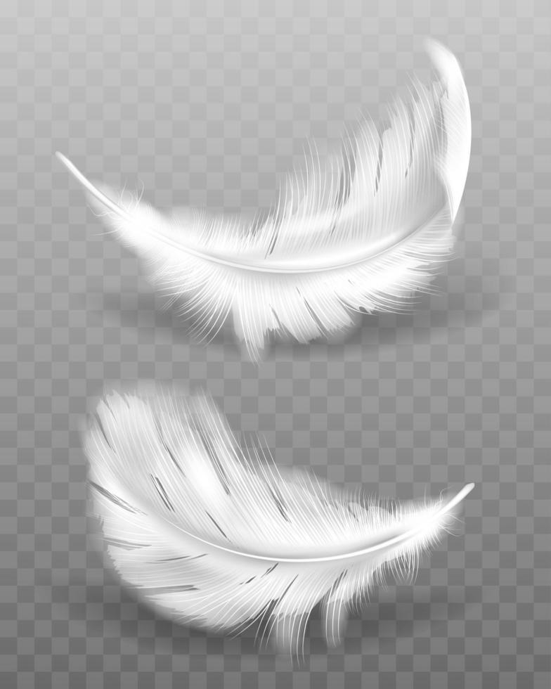 White fluffy feather with shadow vector realistic