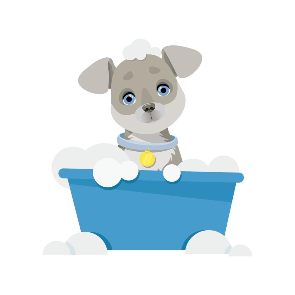 gris perro se sienta lavados en un cuenco con burbujas vector