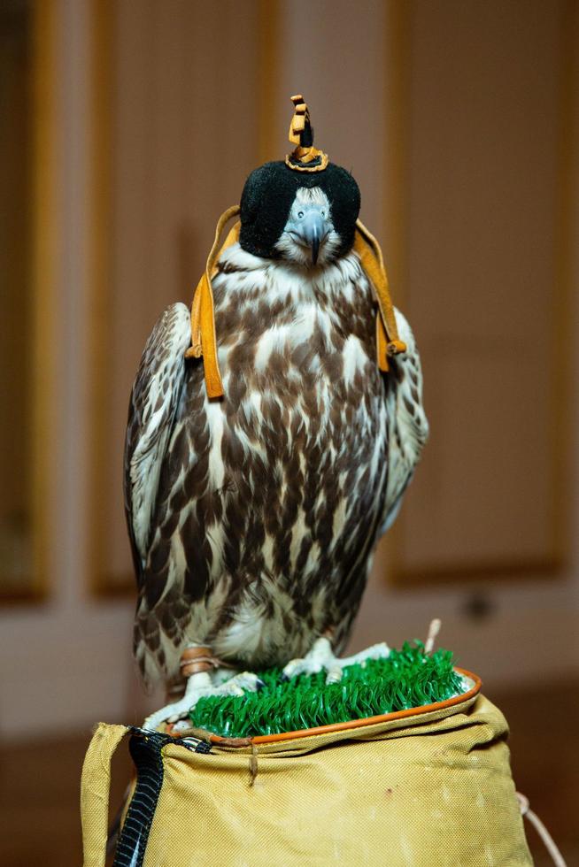 arabian hunting falcon with closed eyes photo