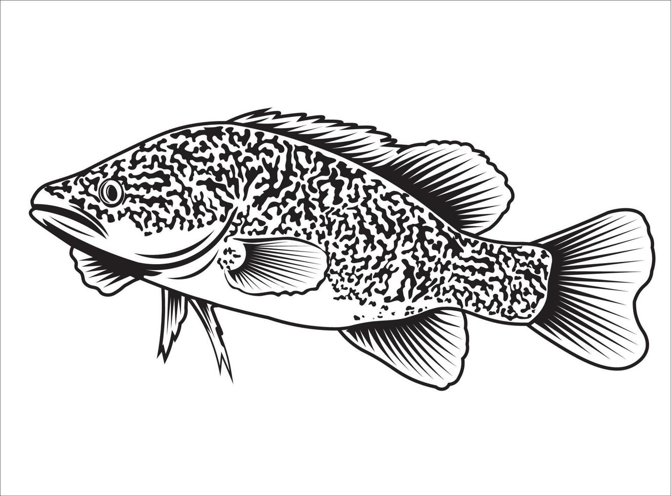 Murray Cod Vector illustration design, perfect for t shirt design and fishing club logo