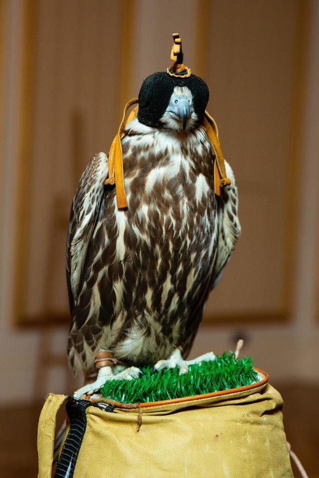 arabian hunting falcon with closed eyes photo