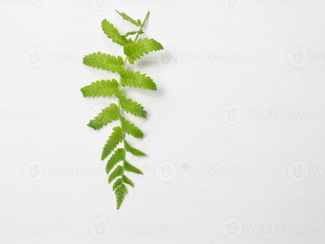 green leaves on white background photo