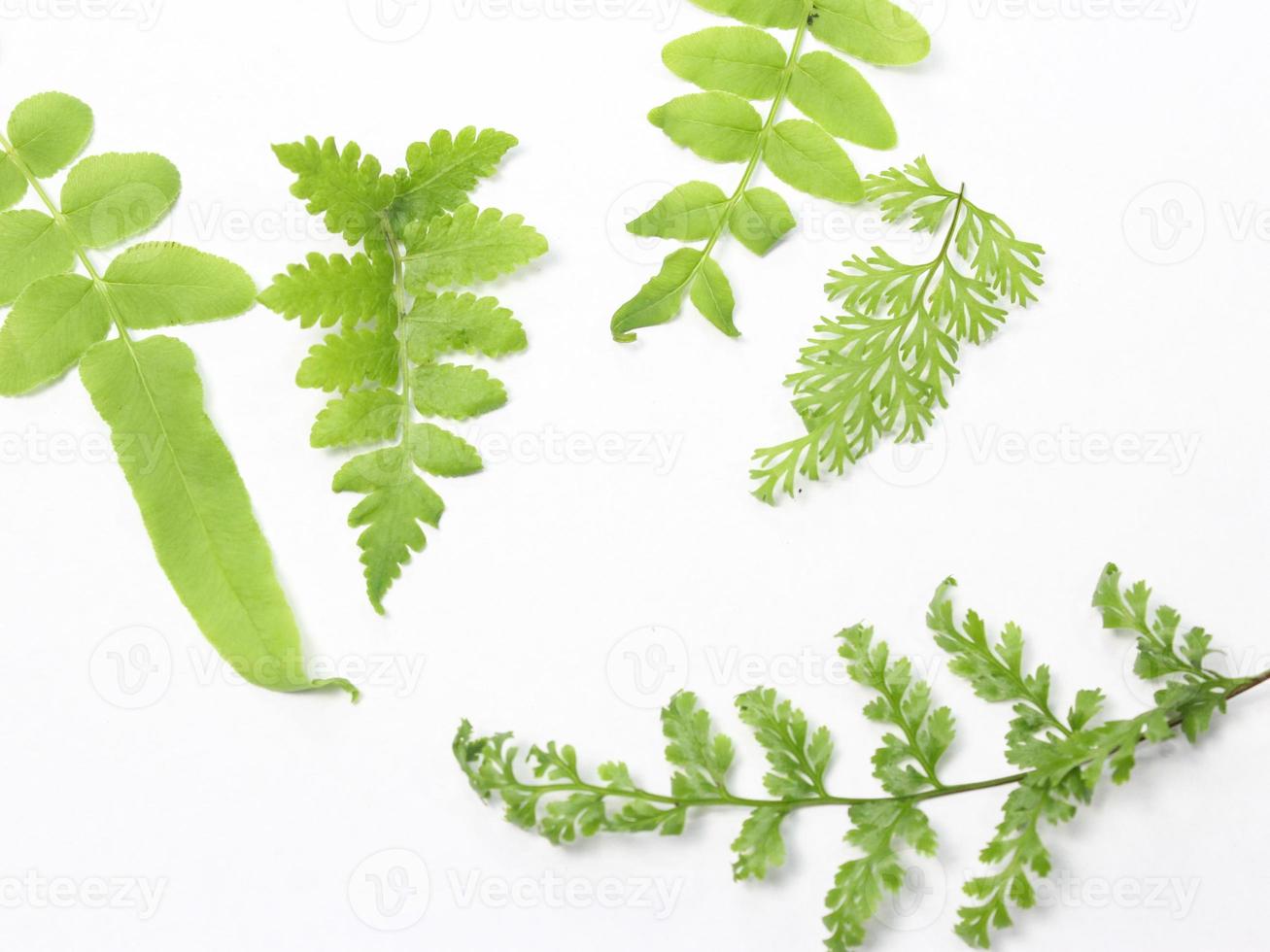 set of leaves on white background, flat lay view photo