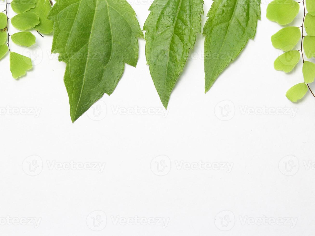 green leaves on a white background, flat lay view photo