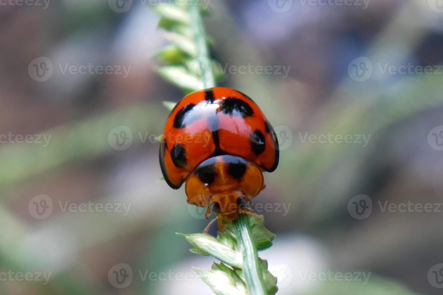 A ladybug on a plant with a green leaf in the background. photo