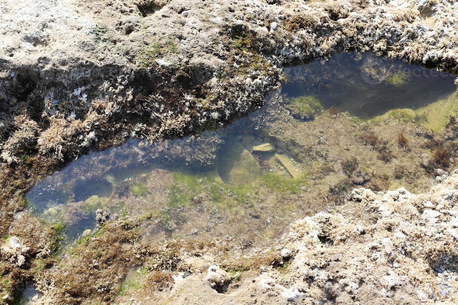 Rocky shore of the Mediterranean Sea in northern Israel. photo