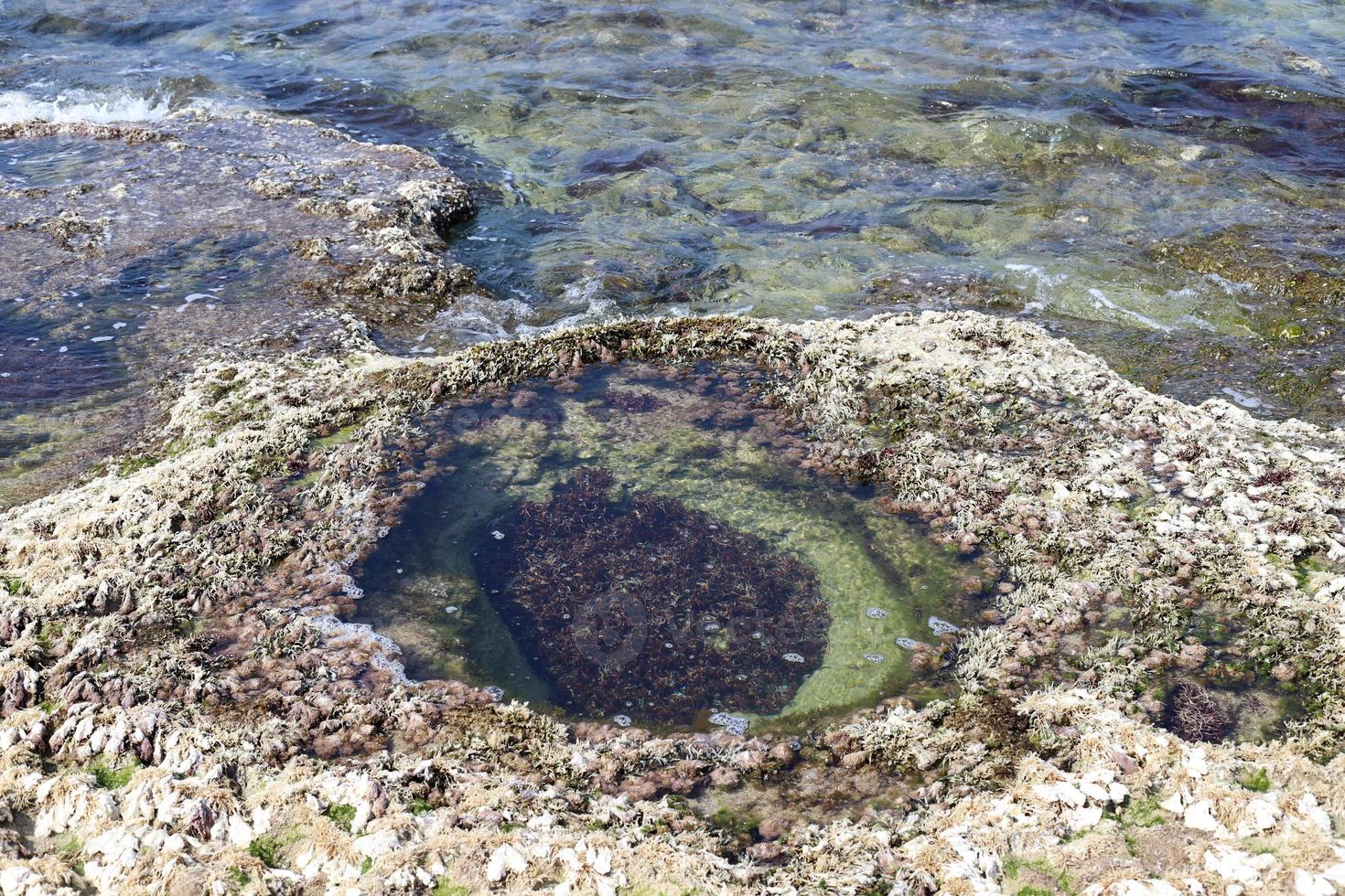 Rocky shore of the Mediterranean Sea in northern Israel. photo
