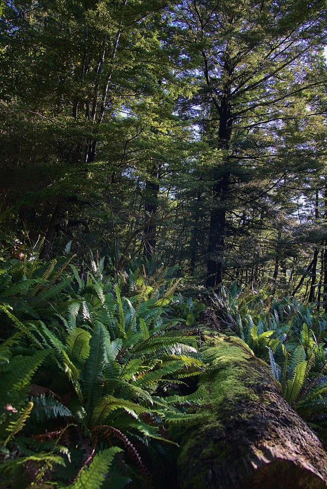 forest from New Zealand photo