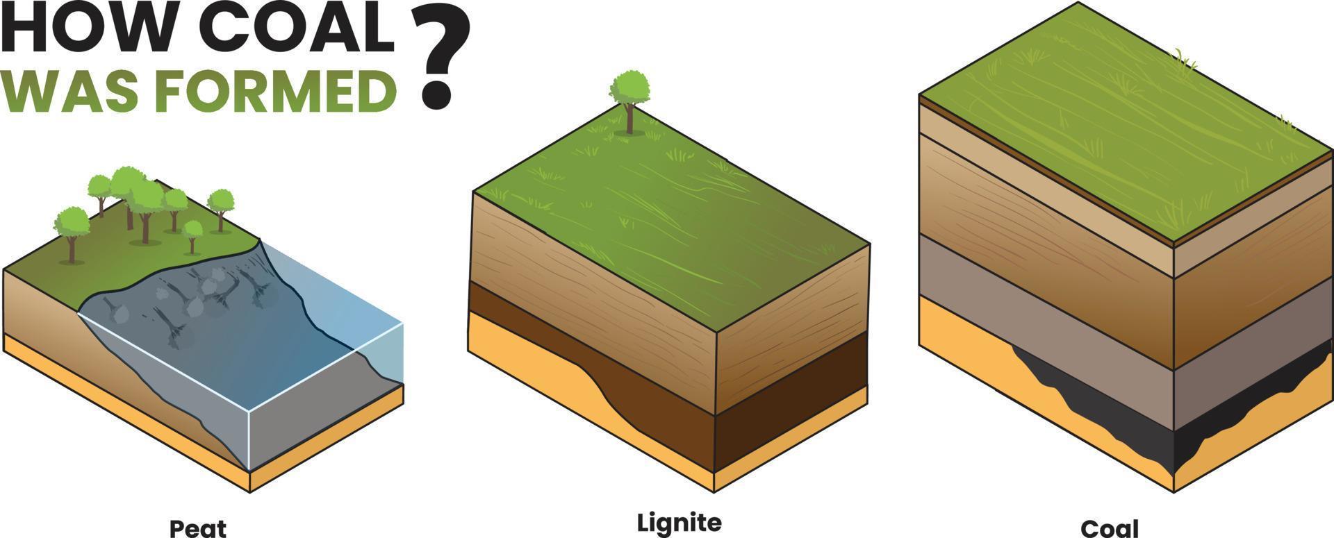 Illustration of how was the coal formed diagram vector