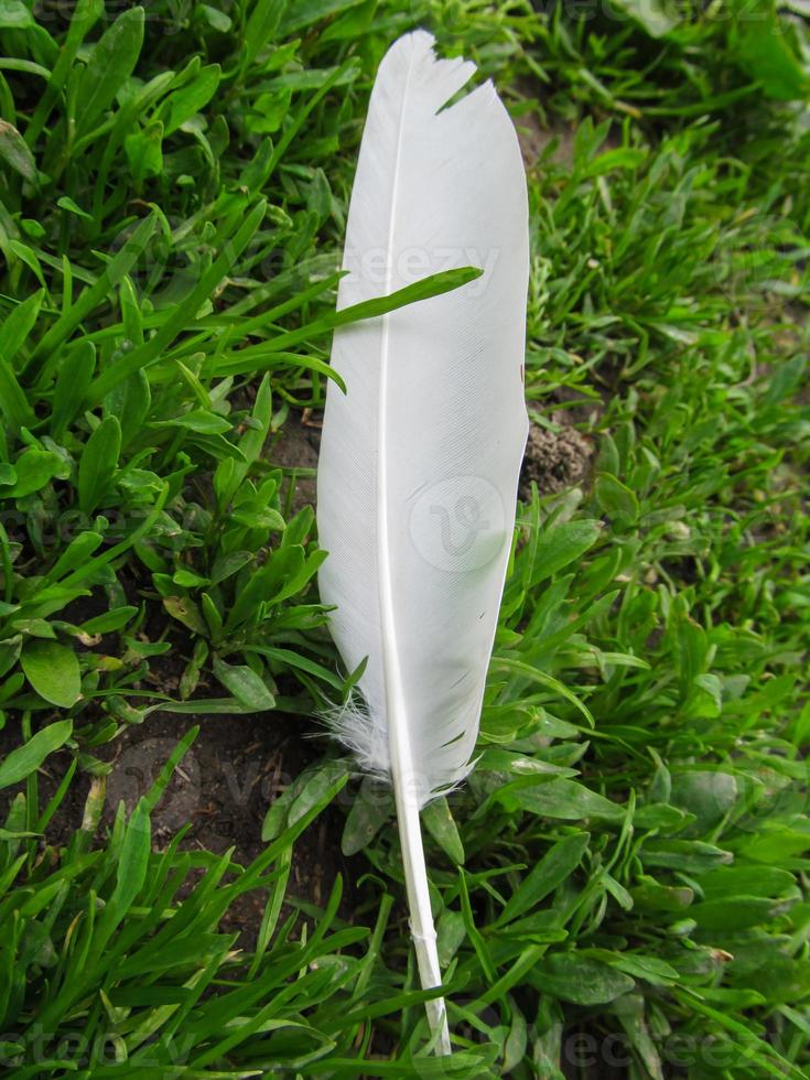a bird s feather on the green grass photo