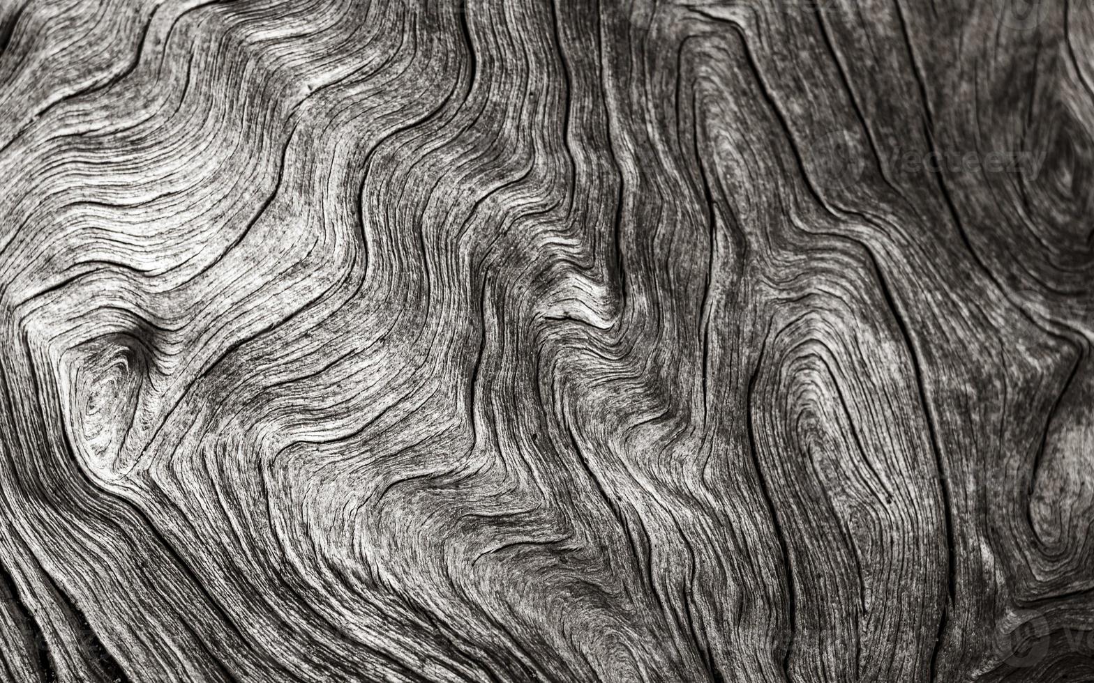 Beautiful curved tree texture from Cape Town, South Africa. photo