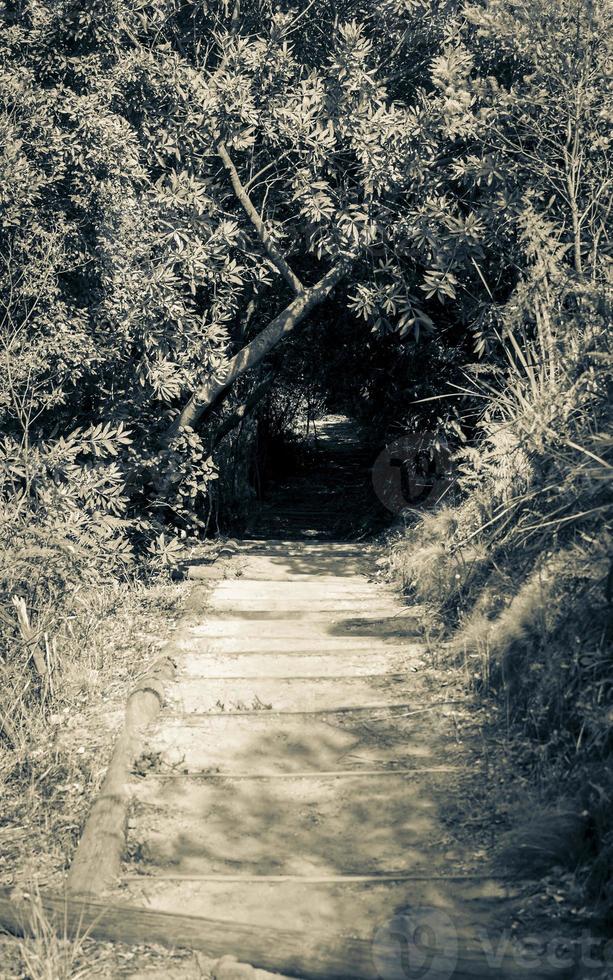 Trail Walking path in forest of Kirstenbosch National Botanical Garden. photo