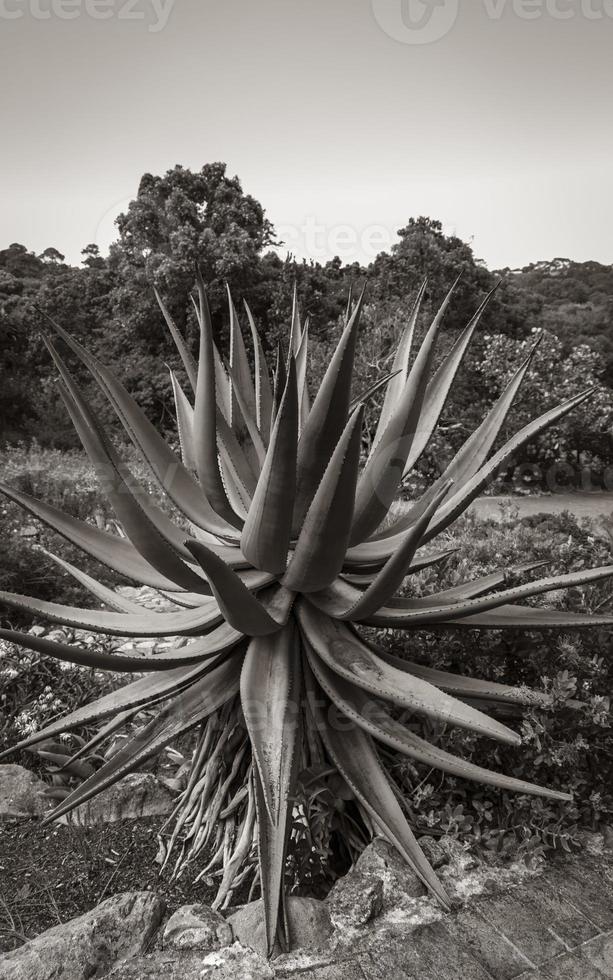 gran planta de cactus de aloe vera, ciudad del cabo, sudáfrica. foto