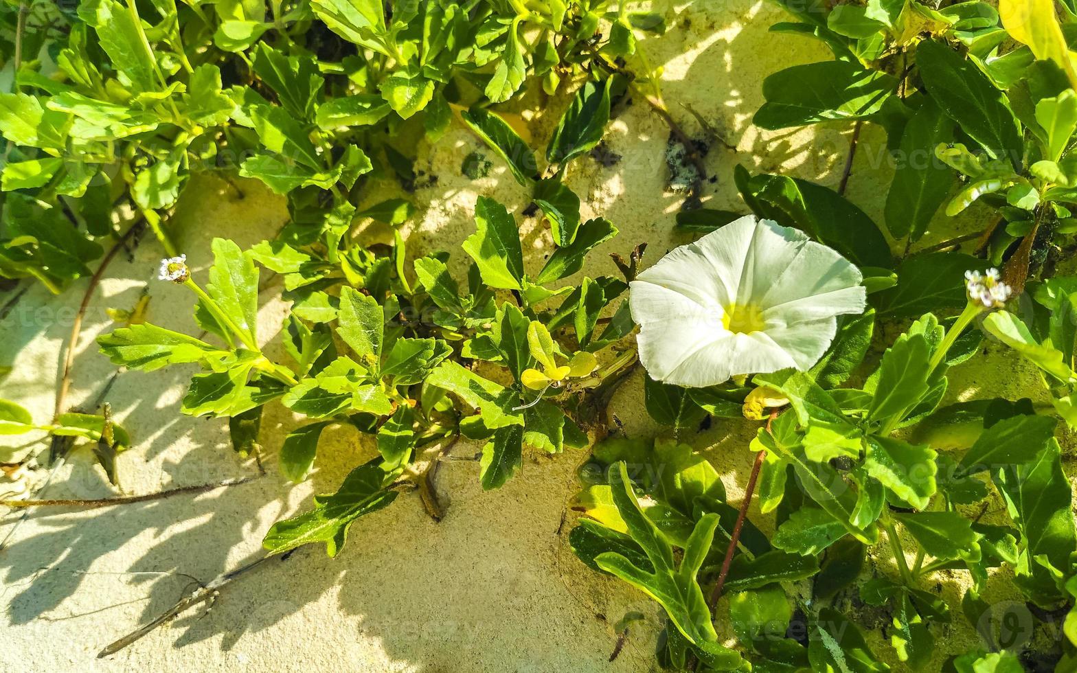 White yellow morning glory Goats foot creeping beach flower Mexico. photo