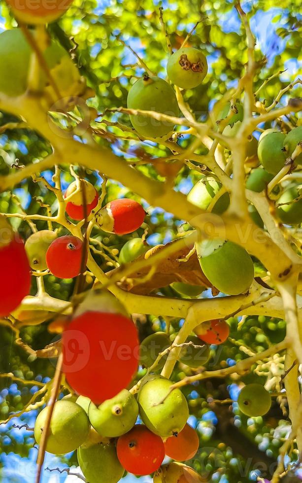 Palm tree red green palm dates nuts seeds betel nuts. photo