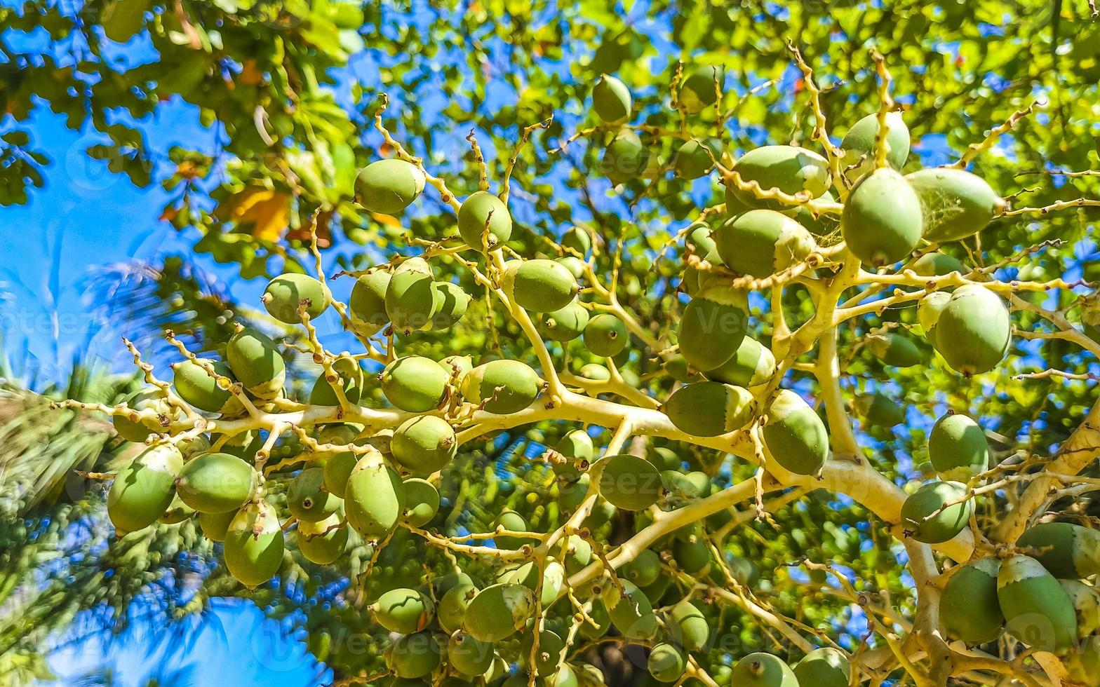 Palm tree red green palm dates nuts seeds betel nuts. photo