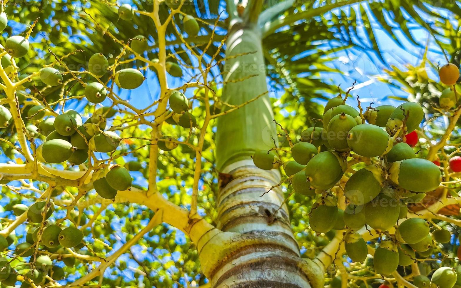 Palm tree red green palm dates nuts seeds betel nuts. photo